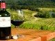 winery and vineyard insurance